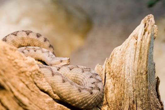 South Tyrolean sand viper