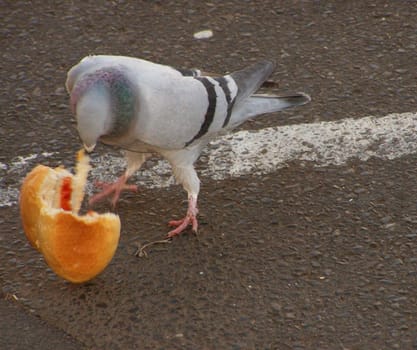 Pigeon in action