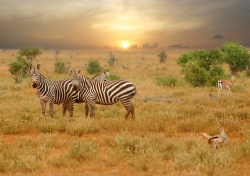 Wildlife