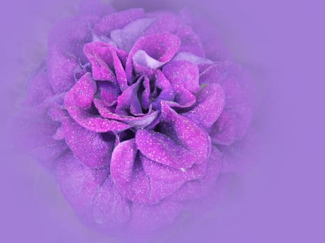 stuffed petunia