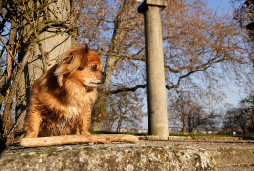 Watchdog