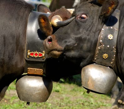 Fighting cows,Valais,Switzerland