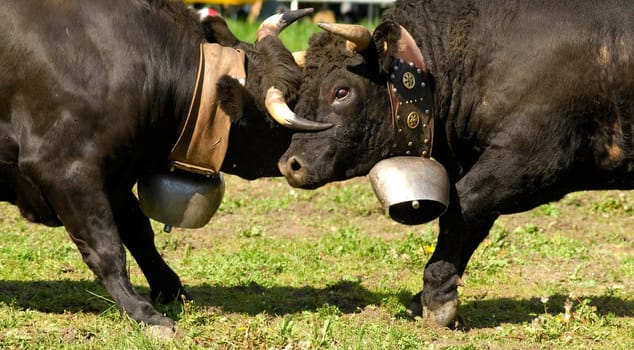 Cow fight