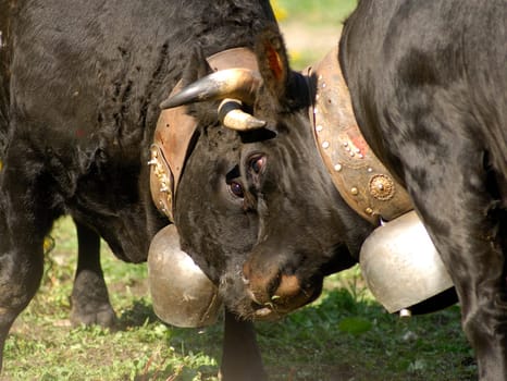 Headbutt