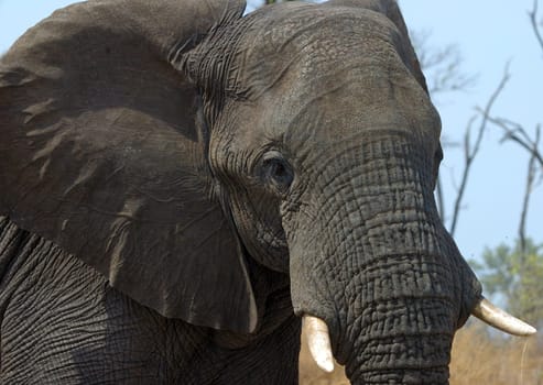 Portrait of African elephant,Loxodonta africana