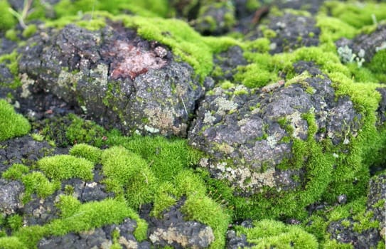 Mosses (Bryophyta) are a division of plants that contains about 26,000 species worldwide. They are among the simplest land plants and usually have no vessels. These species belong to the class of mosses (Bryopsida),hornworts (