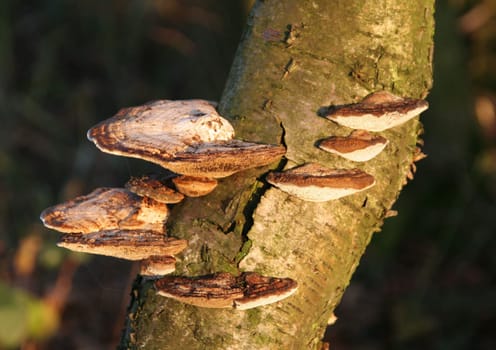 In the broadest sense,tree fungi are all fungi that colonize and break down wood (xylobiontes). These fungi are scientifically referred to as lignicole fungi. This is a very large ecological group that includes a wide variety of species.