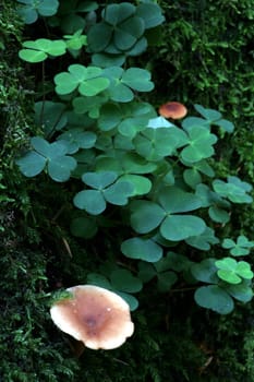 Hygrophoropsis aurantiaca. This mushroom is very similar to the chanterelle and edible (but not particularly digestible).