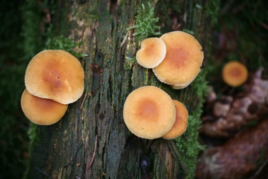 Hygrophoropsis aurantiaca. This mushroom is very similar to the chanterelle and edible (but not particularly digestible).