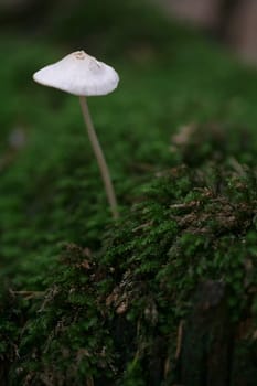 Crack fungus