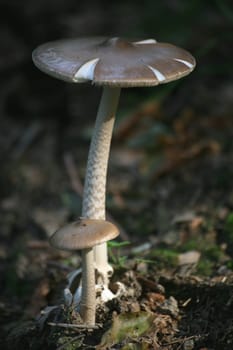 Amanita submembranacea