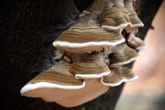 Trametes versicolor