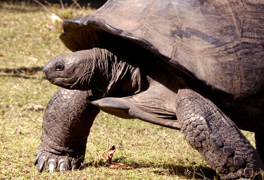 Males can weigh up to a maximum of 250 kilograms and females up to about 170 kilograms. The Aldabra giant tortoise or the Seychelles giant tortoises grow even larger than their distant relatives,the Galapagos giant tortoises.