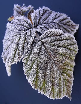Raspberry leaves on a December morning