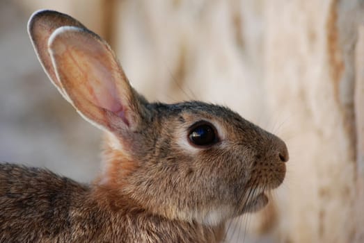 Hare or rabbit