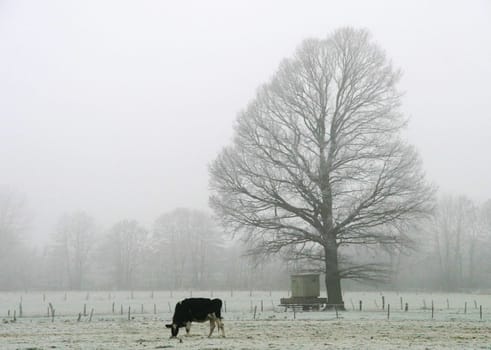 Fog tree.....