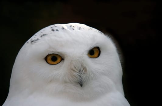 Snowy owl