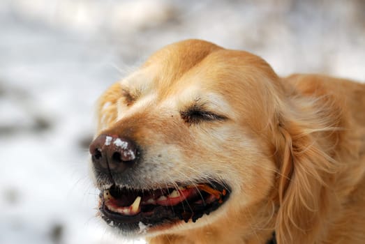 Golden Retriever 1