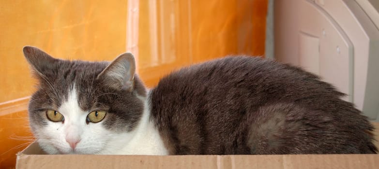 Bärli or the changing of the guard in a box