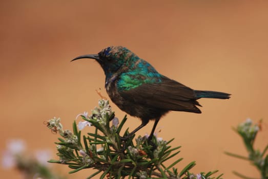 Palestinian sunbird