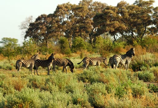 Zebra herd