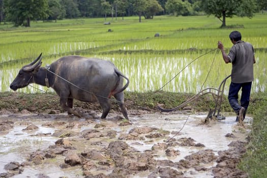 Ploughing with water buffalo