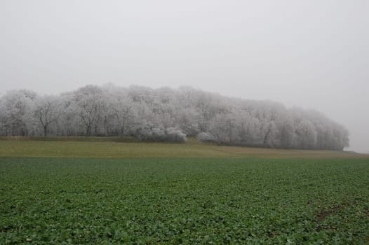 small forest in the frost