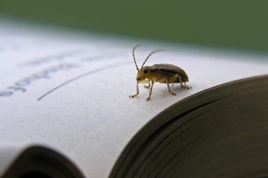 The Book Beetle