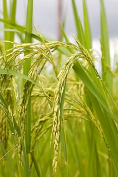 Rice plant