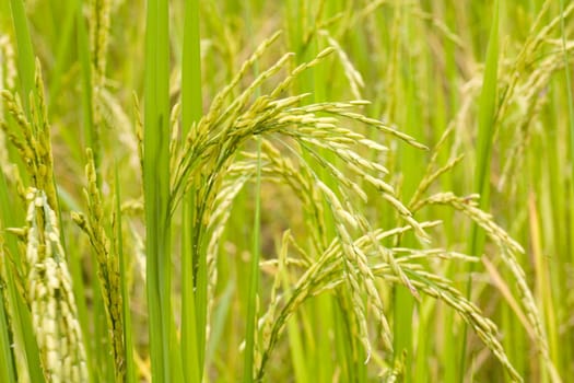 Pre-harvest rice plants