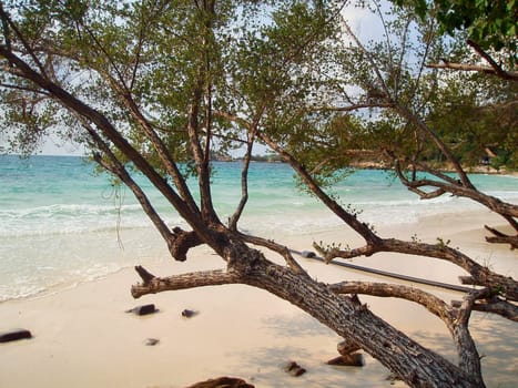 Mangrove trees