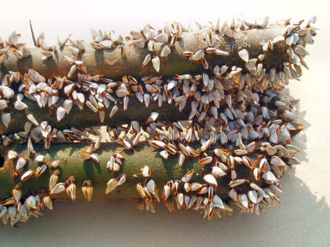 Mussel colony