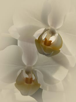 Phalaenopsis II