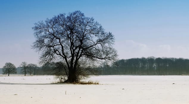 Since it's only raining here (and now it's storming) I have to enjoy memories from last winter.......!:-)