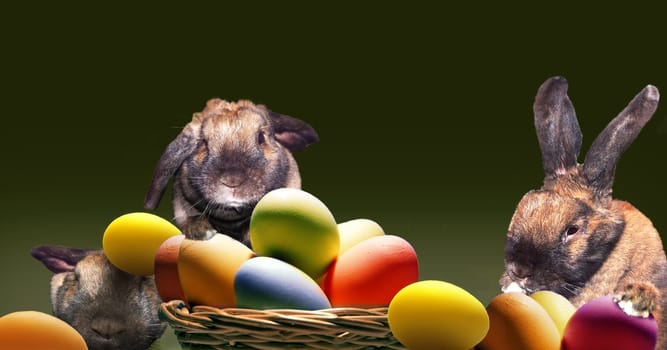 Rabbit Joy3