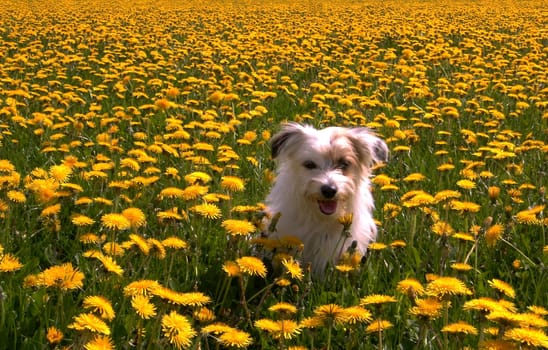 Bobby in the dandelion