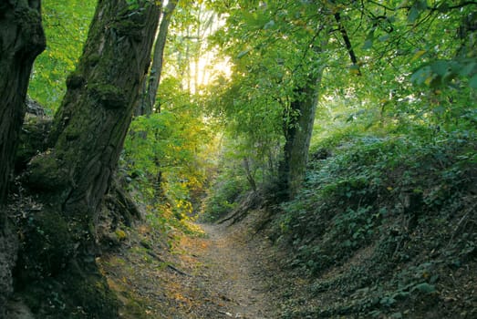 forest path