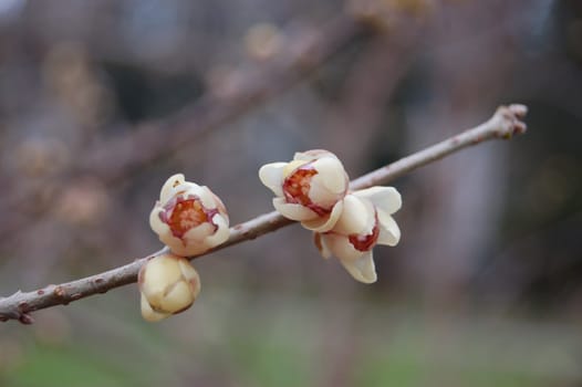 Chimonanthus praecox