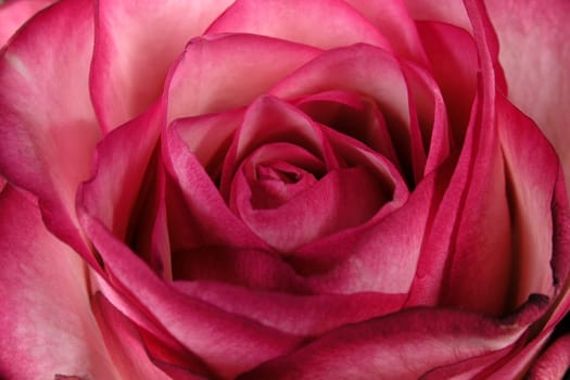 Red Rose