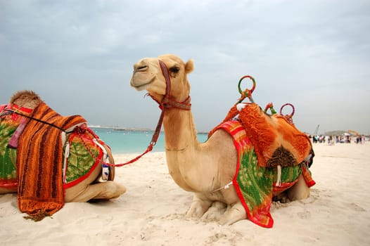 Beach camels