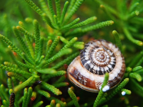 Snail-shell