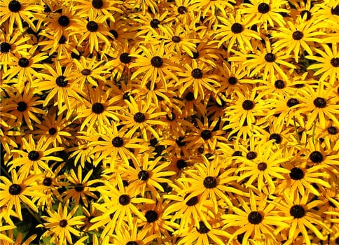 Rudbeckia fulgida speciosa