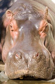 Hippopotamus