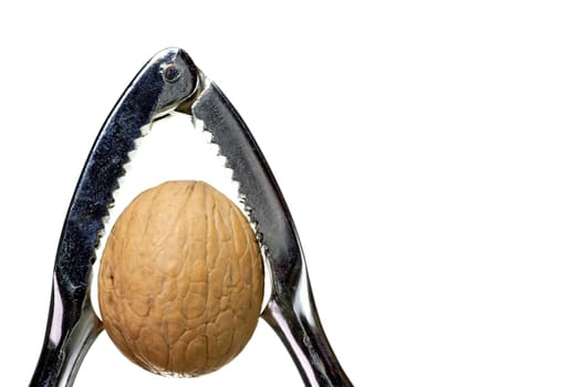 The Nut