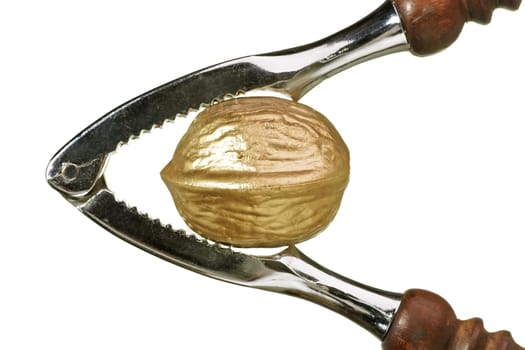 Golden Nut
