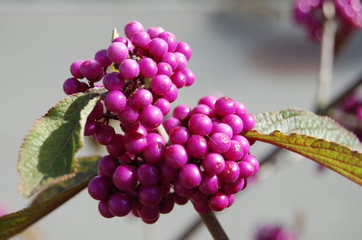 Callicarpa bodinieri Profusion