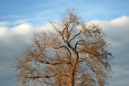 Tree in winter