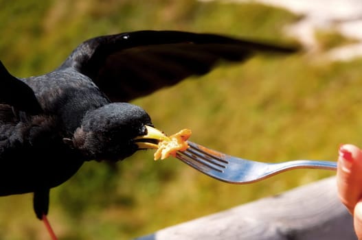 As on almost every mountain,in the mountains with an inn,there are also on the Jenner,these cute birds. As soon as you have something to eat on the table and they are already there. These cute birds are already so accustomed to humans that there is no problem with them.