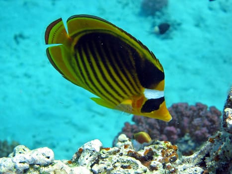 Shot from the Red Sea near Marsa Alam