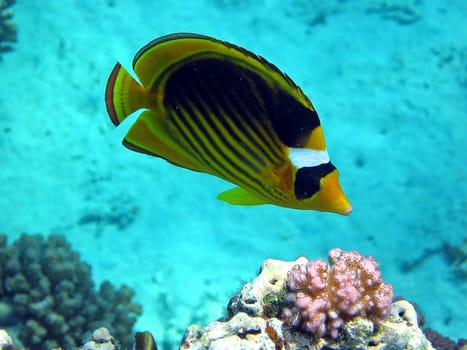 Pictures taken in the Red Sea near Marsa Alam